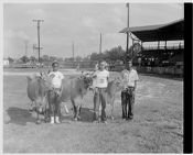 4-H members and cows 